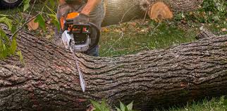 Why Choose Our Tree Removal Services in Franklin, NH?